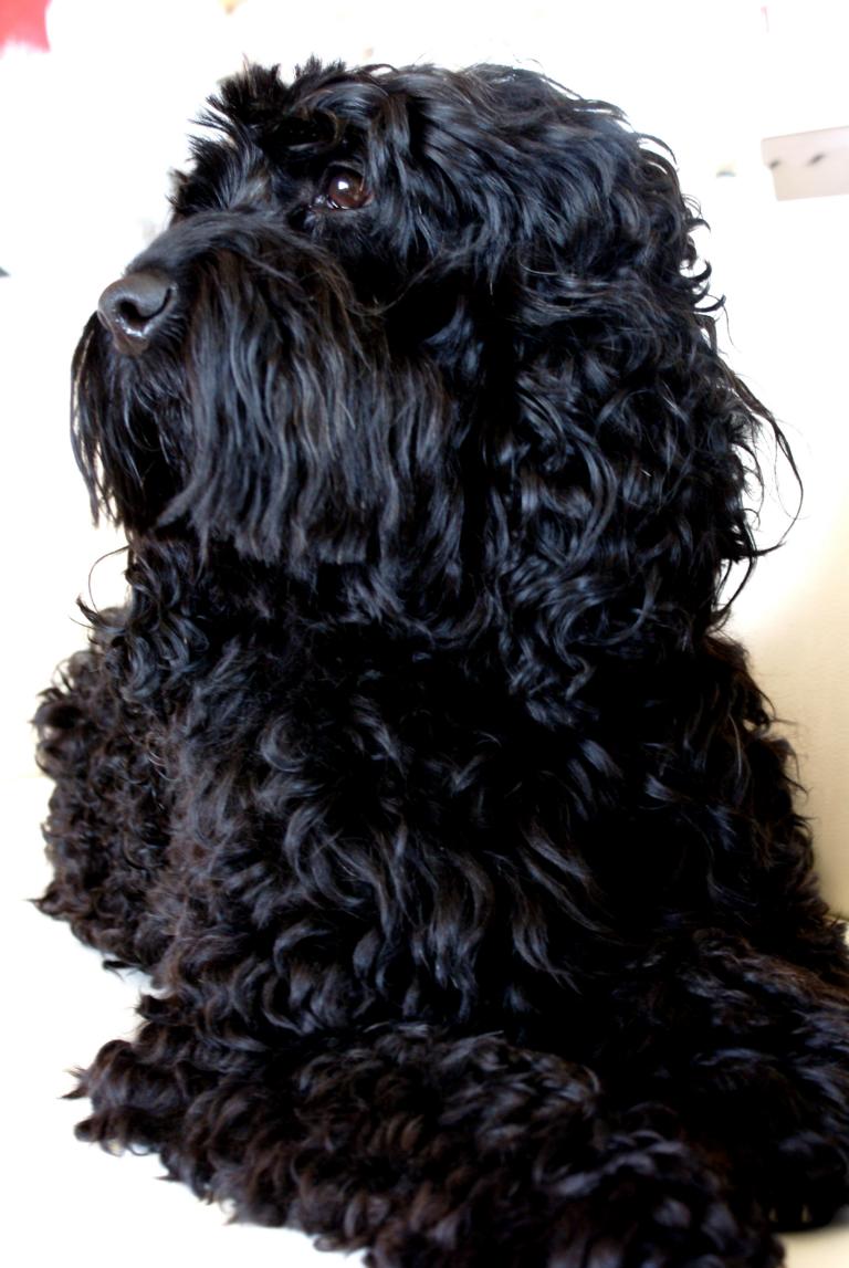 australian labradoodle